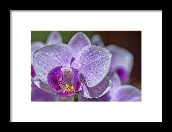 Orchid Framed Print featuring the photograph Orchid by Dan McManus