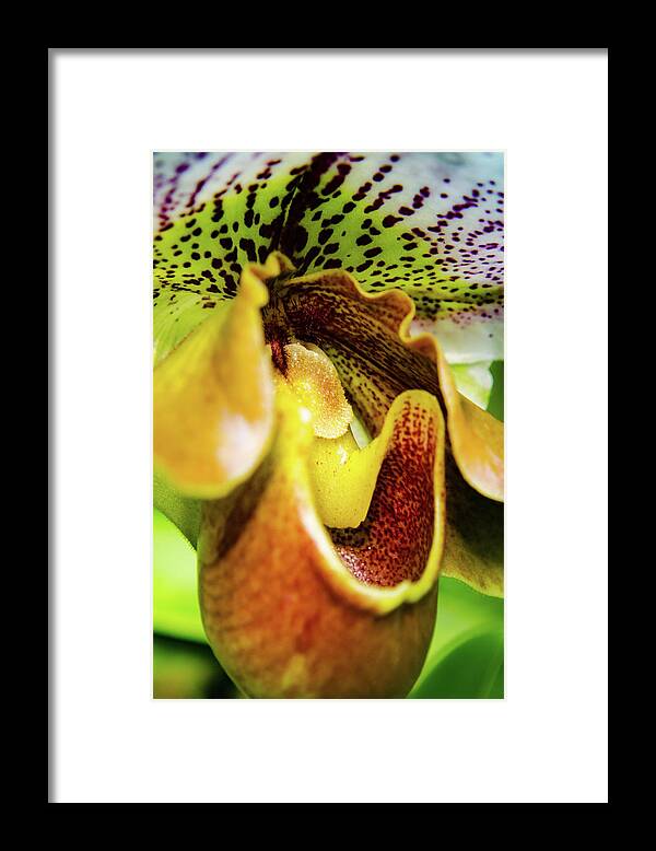 Cleveland Botanical Gardens Framed Print featuring the photograph Orchid Faces by Stewart Helberg