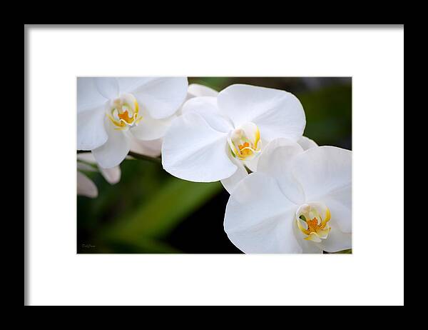Orchid Framed Print featuring the photograph Orchid Flow by Deborah Crew-Johnson