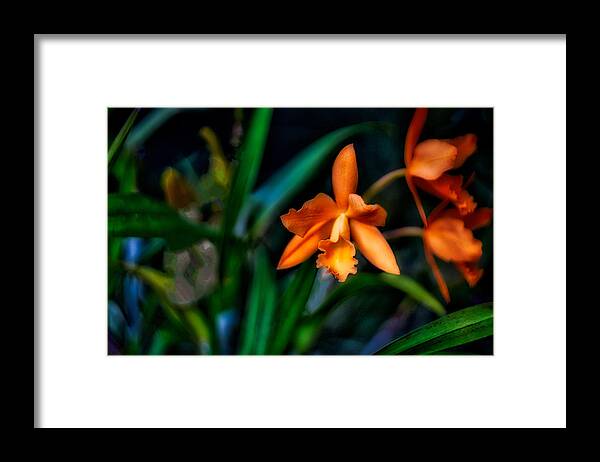 Flower Framed Print featuring the photograph Orchid Garden by Ches Black