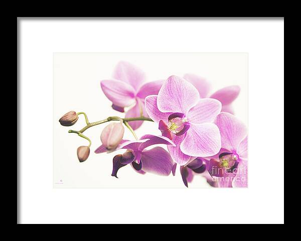 Orchid Framed Print featuring the photograph orchid II by Hannes Cmarits