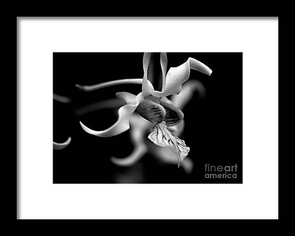 Orchid Framed Print featuring the photograph Orchid in Black and White by Sherry Hallemeier