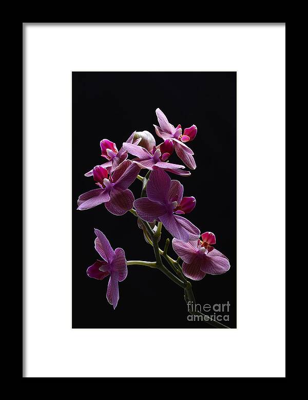 Orchid Framed Print featuring the photograph Orchid in flight by Robert WK Clark