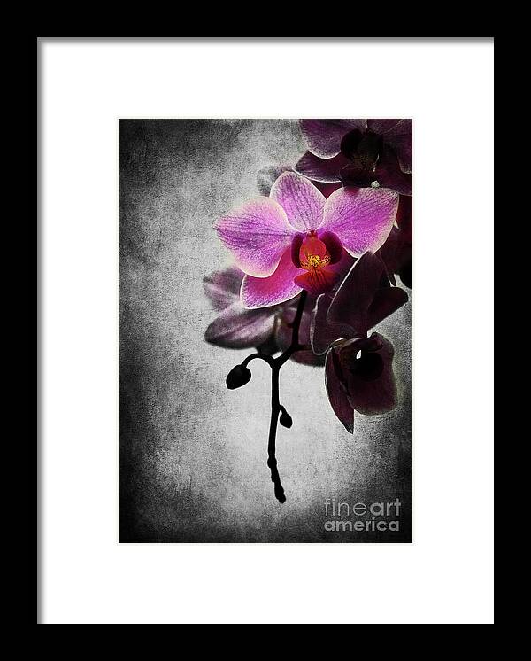 Orchid Framed Print featuring the photograph orchid IV by Hannes Cmarits