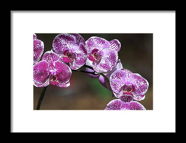 Orchid Framed Print featuring the photograph Orchid by Mike Mcquade