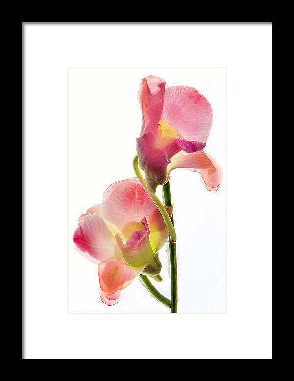 Orchids Framed Print featuring the photograph Orchid Morphing II by Leda Robertson