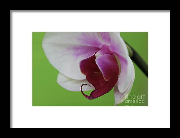 Orchid Framed Print featuring the photograph Orchid On Green by Deborah Benoit