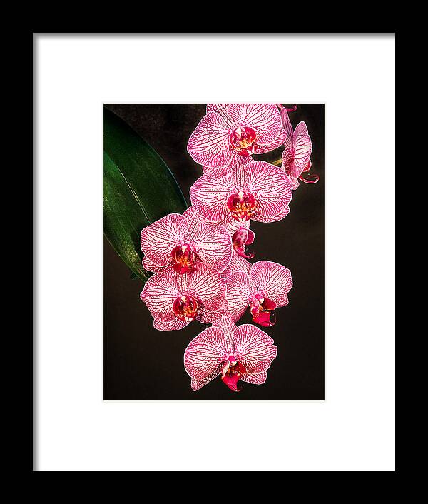 Phalaenopsis Framed Print featuring the photograph Orchid by Paula Ponath