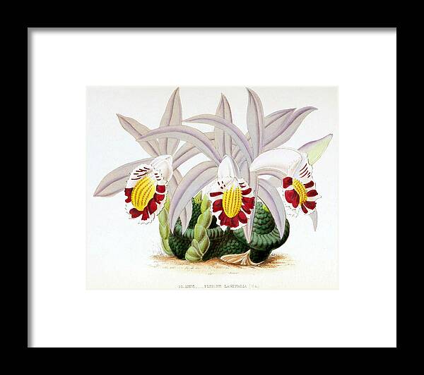 Horticulture Framed Print featuring the photograph Orchid, Pleione Lagenaria, 1880 by Biodiversity Heritage Library