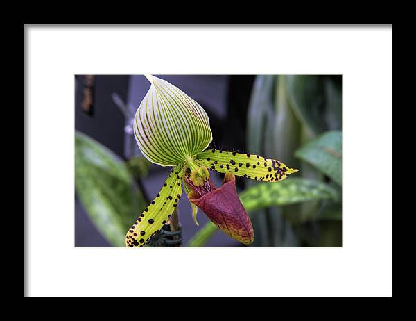 Botanical Framed Print featuring the photograph Orchid Show 7 by Alana Thrower