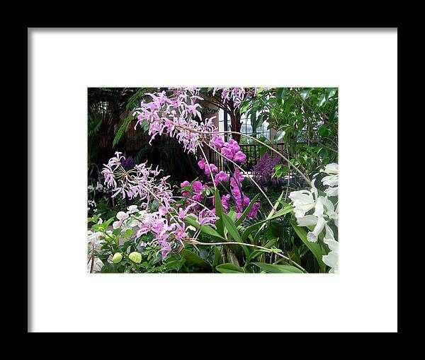 Blooming Moth Orchid Art Print Framed Print featuring the photograph Orchid Sprays in the Atrium by Susan Maxwell Schmidt