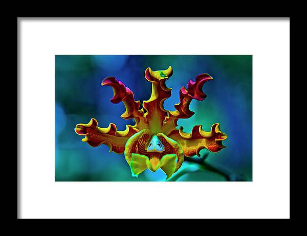 Orchid Framed Print featuring the photograph Orchid by Stuart Manning
