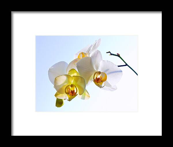 Russian Artists New Wave Framed Print featuring the photograph Orchid with Sky Background by Victor Kovchin