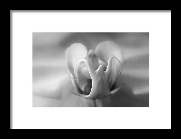 Flower Framed Print featuring the photograph Ghostly Grandeur by Lori Lafargue