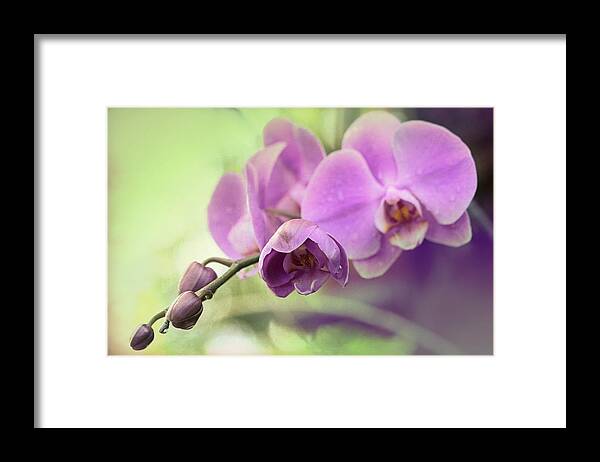 Orchids Framed Print featuring the photograph Orchids by Cathy Donohoue