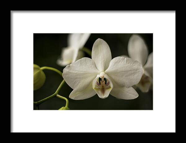 Orchid Framed Print featuring the photograph Orchids by Holly Ross