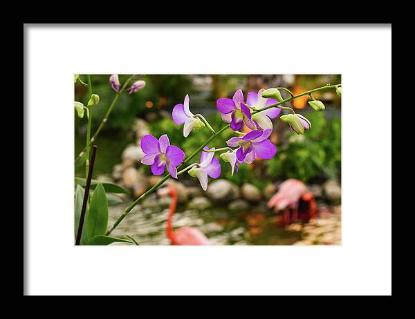 Orchid Framed Print featuring the photograph Orchids in Paradise by Nicole Lloyd