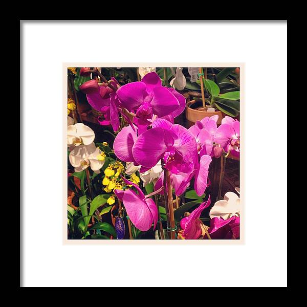Orchids Framed Print featuring the photograph Orchids in the Store 2 by Will Felix