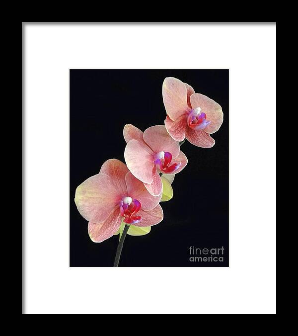 Orchid Framed Print featuring the photograph Orchids Reach for the Rainbow by Barbie Corbett-Newmin