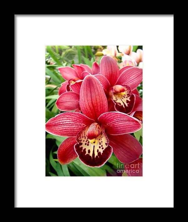 Orchid Framed Print featuring the photograph Orchids Up Close by Sue Melvin
