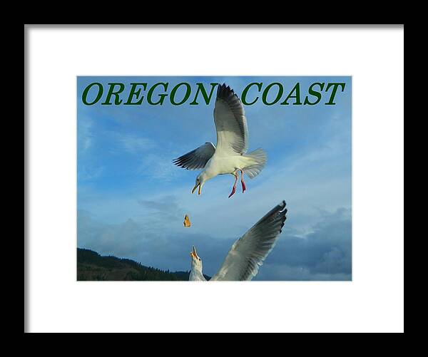 Gulls Framed Print featuring the photograph Oregon Coast Amazing Seagulls by Gallery Of Hope 