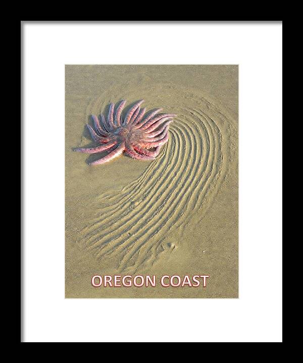 Sunflower Starfish Framed Print featuring the photograph Oregon Coast Sunflower by Gallery Of Hope 
