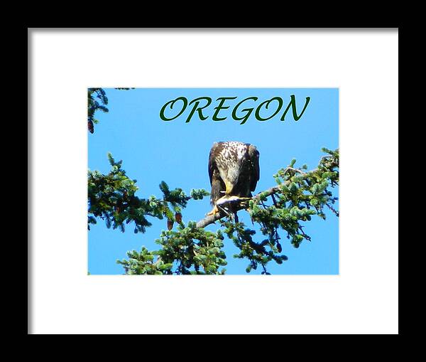 Eagles Framed Print featuring the photograph OREGON Eagle Eating Prey by Gallery Of Hope 