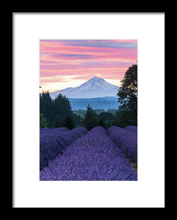 Plant;lavender;farm;mt Hood;oregon Lavender Farm Framed Print featuring the digital art Oregon Lavender Farm by Michael Lee
