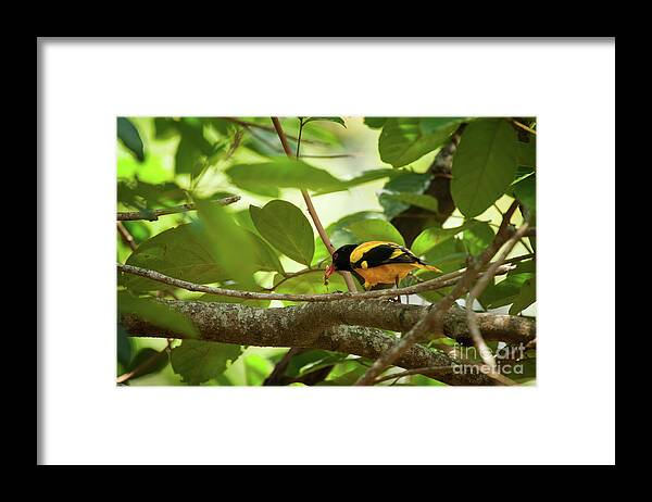 The Black-hooded Oriole Framed Print featuring the photograph Oriolus xanthornus by Venura Herath