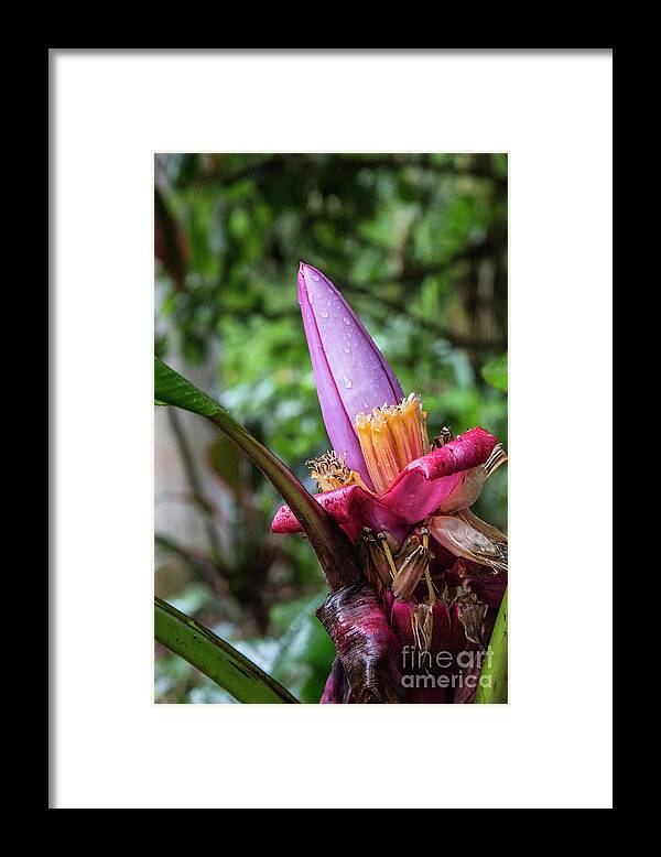 Cloud Forest Framed Print featuring the photograph Ornamental Banana Flower by Kathy McClure