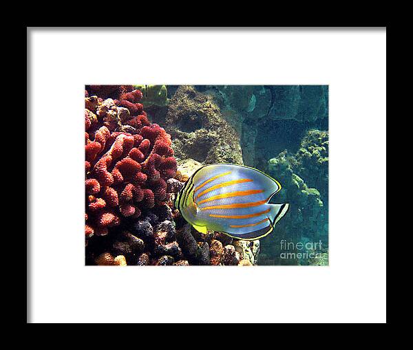 Ornate Butterflyfish Framed Print featuring the photograph Ornate Butterflyfish on the Reef by Bette Phelan