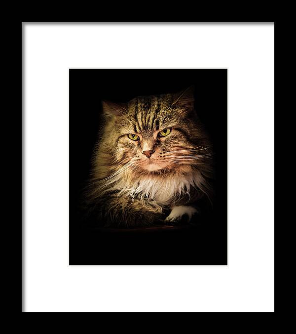 Cat Framed Print featuring the photograph Oscar on Black by Joni Eskridge