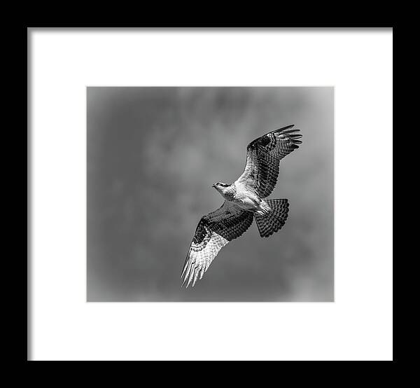 Osprey Framed Print featuring the photograph Osprey 2017-4 by Thomas Young