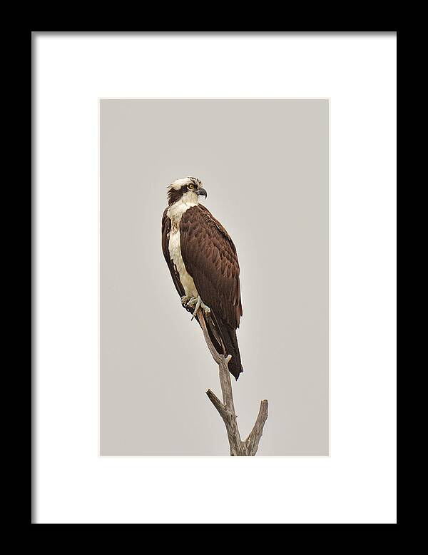 Bird Framed Print featuring the photograph Osprey by Alan Lenk