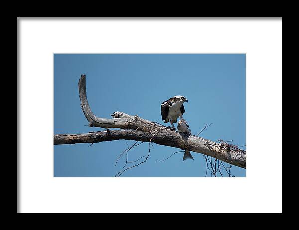 Bird Framed Print featuring the photograph Osprey and Fish by Jack Nevitt