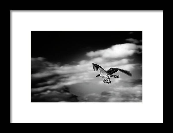 Osprey Framed Print featuring the photograph Osprey Catch of the Day by Greg and Chrystal Mimbs