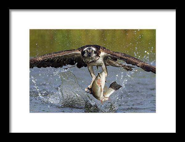 Osprey Framed Print featuring the photograph Osprey Catching Trout by Scott Linstead