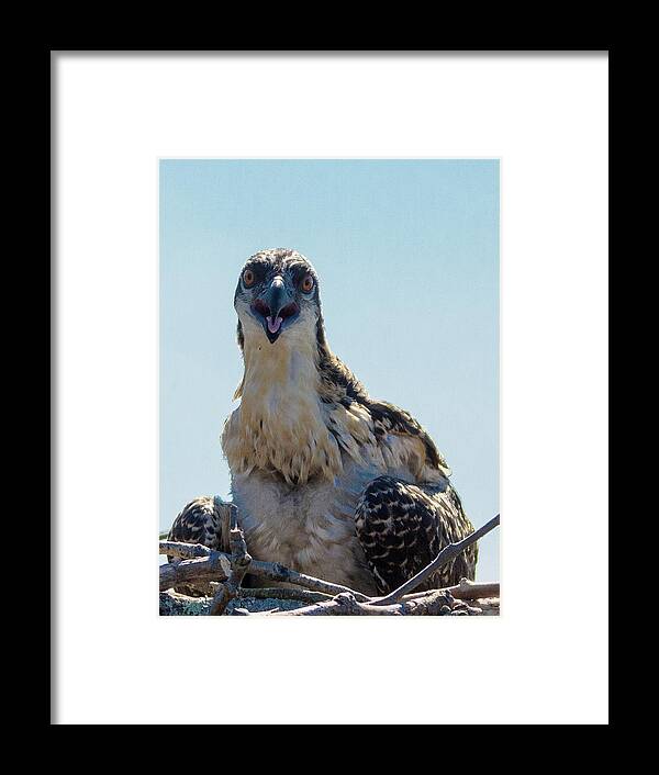 20160625 Framed Print featuring the photograph Osprey Chick Smiles for the Camera Macro by Jeff at JSJ Photography