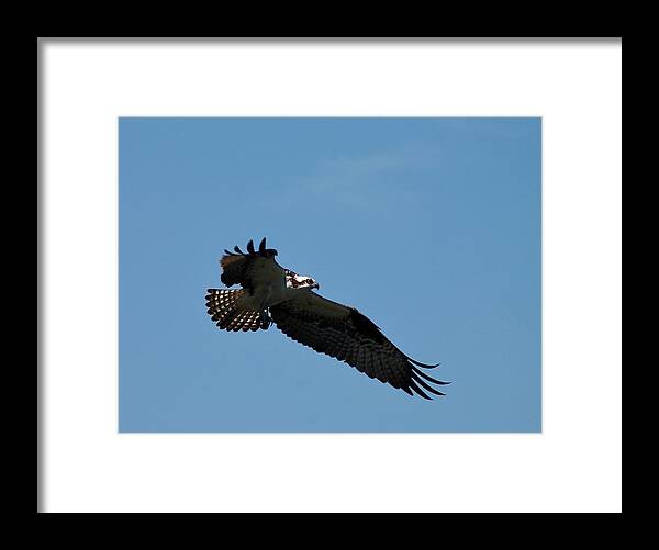 Osprey Framed Print featuring the photograph Osprey Fledging Time by Cathie Douglas