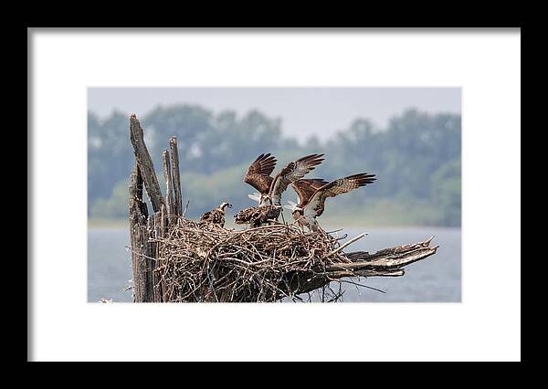 Osprey Framed Print featuring the photograph Osprey Flying Class by Susan Rissi Tregoning