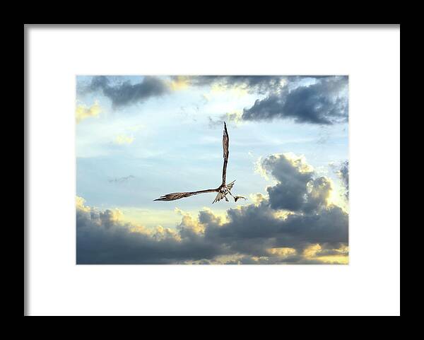 Osprey Framed Print featuring the photograph Osprey flying in clouds at sunset with fish in talons by Patrick Wolf