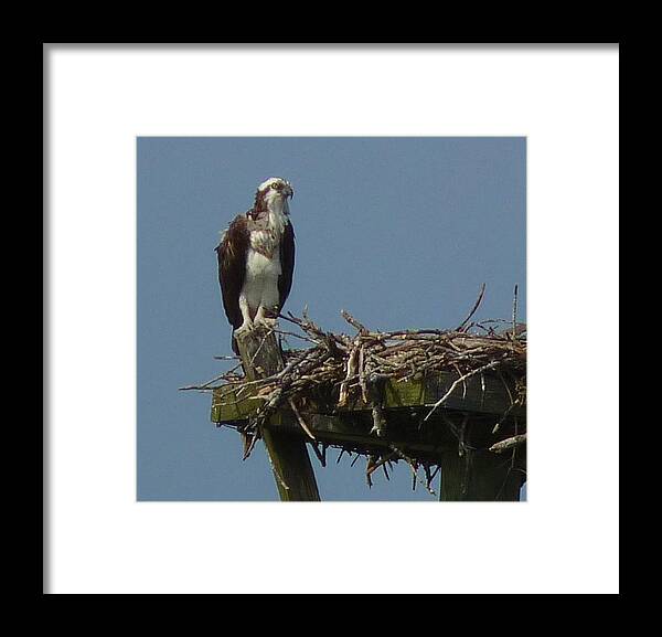 Bird Framed Print featuring the photograph Osprey Guarding the Nest by Jeanette Oberholtzer