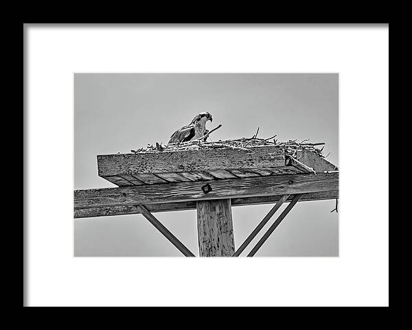 Steve Harrington Framed Print featuring the photograph Osprey - Home Sweet Phone Pole bw by Steve Harrington