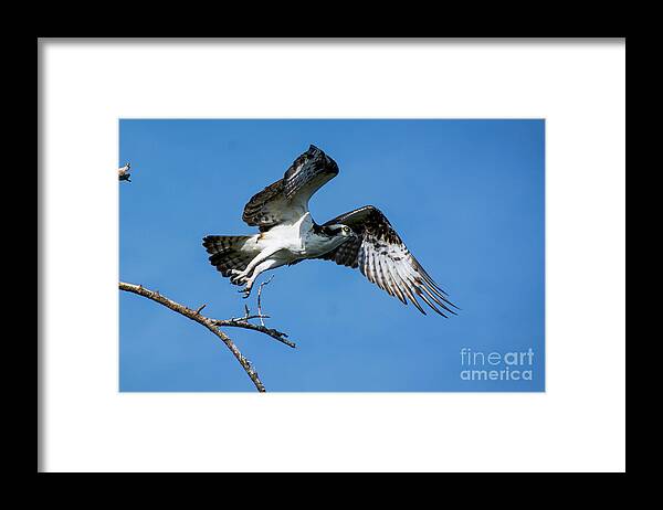 Osprey Framed Print featuring the photograph Osprey Life by Quinn Sedam