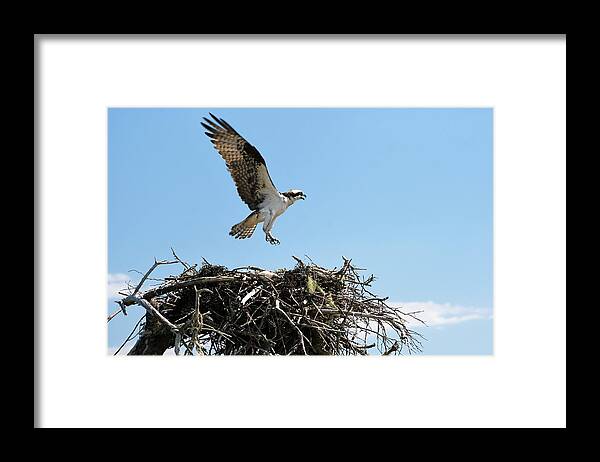Osprey Framed Print featuring the photograph Osprey by Lois Lepisto
