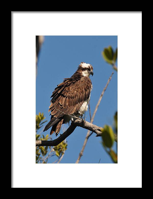 Osprey Framed Print featuring the photograph Osprey on Perch by Alan Lenk