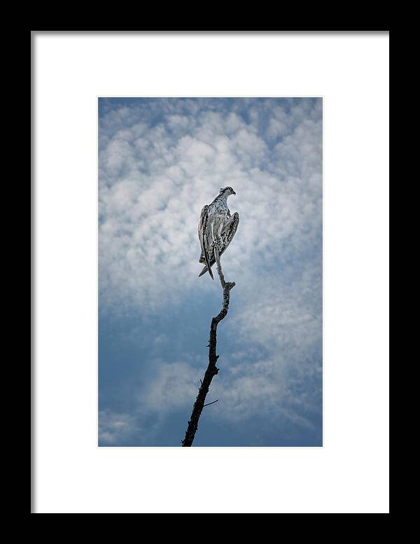 Osprey Framed Print featuring the photograph Osprey on Top of the World by Mitch Spence