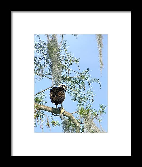 Osprey Framed Print featuring the photograph Osprey with a fish by Christopher Mercer