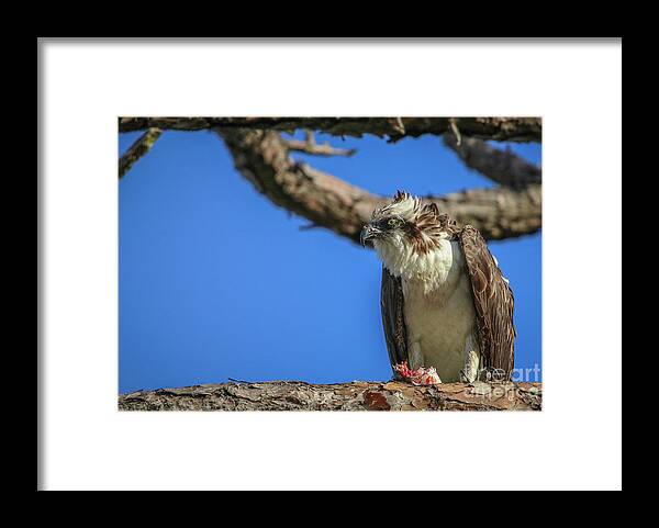 Osprey Framed Print featuring the photograph Osprey with Prey #6 by Tom Claud