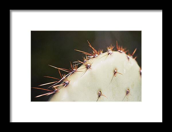 Cactus Framed Print featuring the photograph Ouch by Lucia Vicari